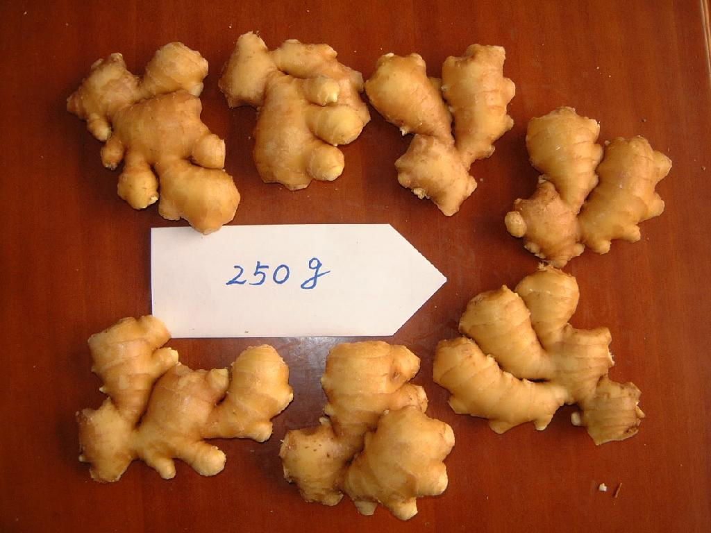 fresh ginger new crop 4