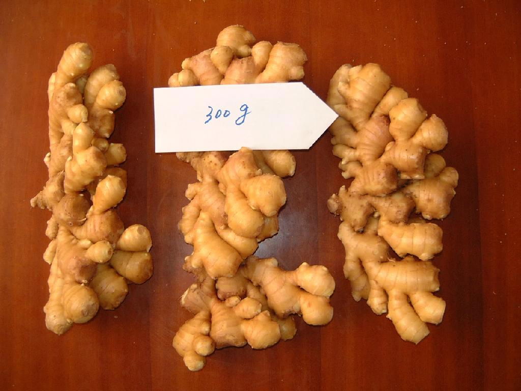 fresh ginger new crop 5