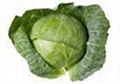 Cabbage 1