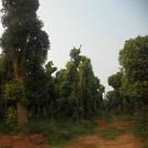 供应移植大型香樟树
