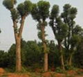 供应益阳移植大型香樟树