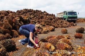 palm kernel meal 5