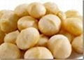 macadamia nuts 3