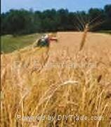 USA Grains Wheat/Corn Direct to Farmers