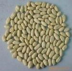 blanched peanut kernel
