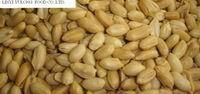 roasted and salted peanut kernels