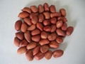 chinese silihong peanut kernels 5