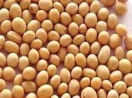 soybeans