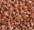 buckwheat