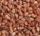 buckwheat