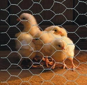 chicken wire netting 3