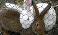 rabbit wire fence 1