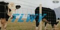 High quality galvanized cattle fence