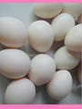 PE blow molding plastic white eggs for christmas