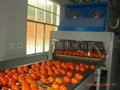 fruit cleaning and waxing machine 4