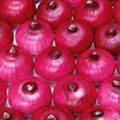 red onion 1