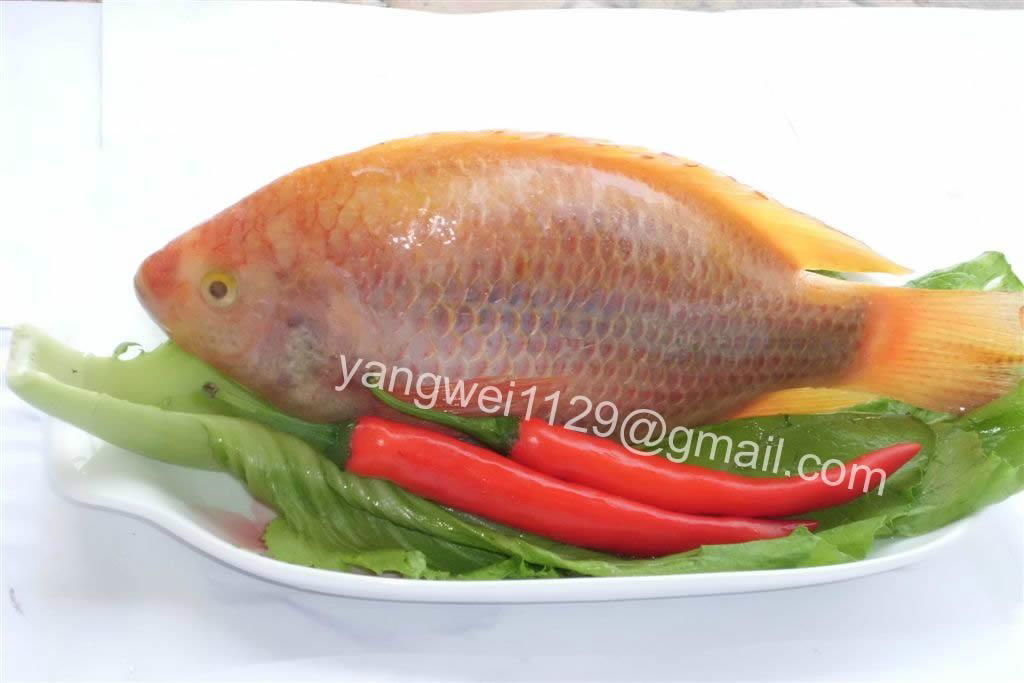 Red Tilapia W/R