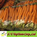 2011 fresh preserved carrots 2