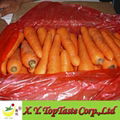 2011 fresh preserved carrots 3