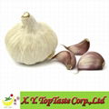 Fresh garlic, fresh allium sativum 1