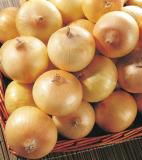 fresh onion 4