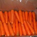 carrot