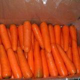 carrot