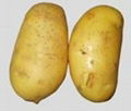 potato