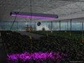 900W apollo 20 led grow light for greenhouse 3