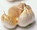 fresh garlic 2