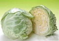 fresh cabbage 1