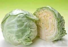 fresh cabbage