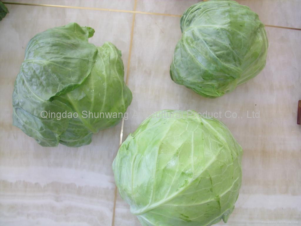 fresh cabbage 2