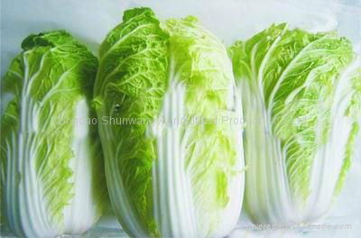 fresh Chinese cabbage