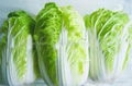 fresh Chinese cabbage