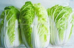 fresh Chinese cabbage