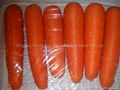 fresh carrot 1