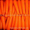 fresh carrot 2