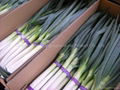 fresh green onion 1