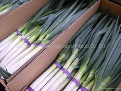 fresh green onion