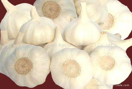 fresh garlic 2