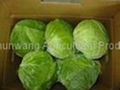 fresh cabbage