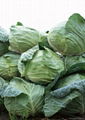 fresh cabbage 2