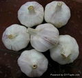 fresh garlic