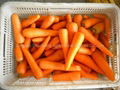 fresh carrot 1