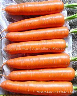 fresh carrot 2