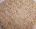 sorghum