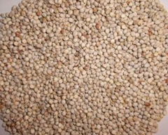 sorghum