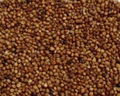 sorghum 2