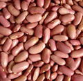 Light Red Kidney Beans